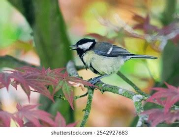 Great Tit Portrait Stock Photos and Pictures